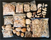 Large Bulk Sea Shell Lot for Crafts