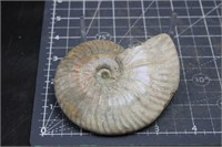 Polished Ammonite, Madagascar, 6.6 oz