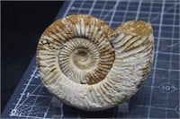 Ammonite, Madagascar, 5.0 ounces