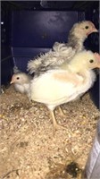 chicks - some frizzle