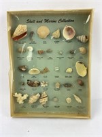 Shell & Marine Collection