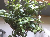 live Jade plant on stand beautiful