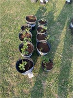 (10) Arapaho Starter Thornless Blckbry Plants EACH