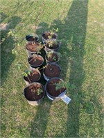 (10) Arapaho Thornless Blackberry Plants 2yo, Each