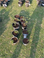 (10) Arapaho Starter Thornless Blckbry Plants EACH