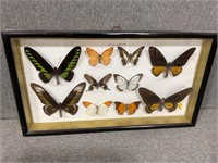 Beautiful Framed Butterflies