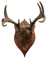 Deer Antler Mount