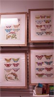 Four framed butterfly prints, 29" x 35" overall