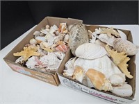 Nice Lot of Seashells
