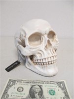 Skeleton Skull Head