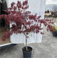 Red Japanese Lace leaf Maple