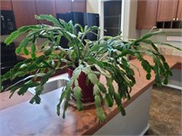 Beautiful Potted House Plant