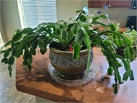 Great Potted House Plant