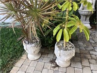 2 Potted Plants with Concreat Planters