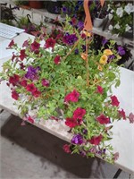 Large Petunia Hanging Basket