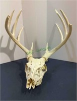 Antlers and skull - 10 point, some points broken,