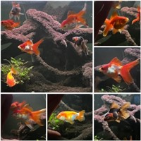 Small to Large Size Fancy Goldfish