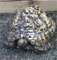 Male-Leopard Tortoise- Adult, around 10"