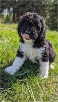 Male-Miniature Poodle-12 weeks