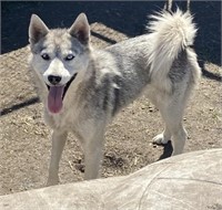 Female-Pomsky-Intact, 02/19/2022