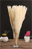 Protected White Pampas Grass Plant - 30 Pcs  17'