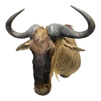 African Wildebeest Trophy Shoulder Mount