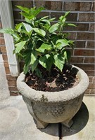 Concrete Planter w/ Real Plant