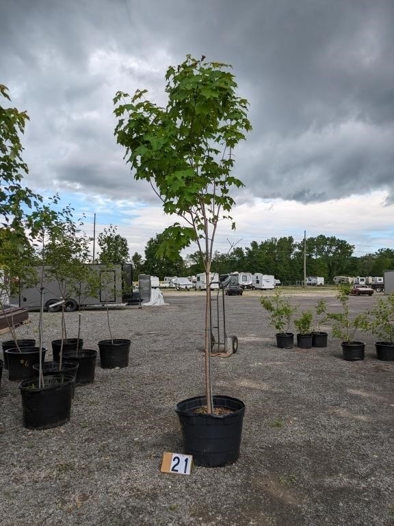 Flowering, Shade, Evergreen Trees & Shrubs