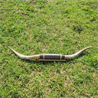 Mounted Bull Horns - approx 66.5"