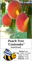 3 Freestone Contender Peach Trees