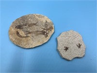 2 Fossils. 1 with fish other with insects