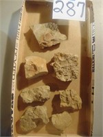 Fossil stones