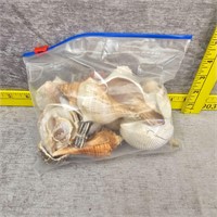 Misc Sea Shell Lot