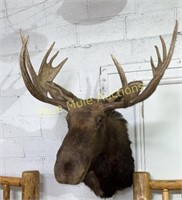 Moose mount