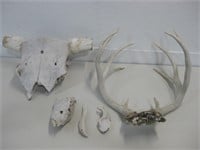 Assorted Animal Skulls Antlers & Pieces See Info