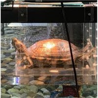 Extra Large Wide Hanging Turtle Basking Platform