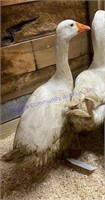 Female Emden Goose - About 1 Yr Old