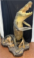 Taxidermy Crocodile, Holding Tray