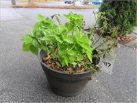 LOT, (3) OUTDOOR PLANTERS