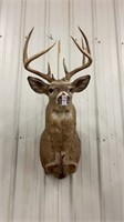 White tail mount - 12 point