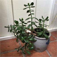 Jade Plant In Antique Painted Crock