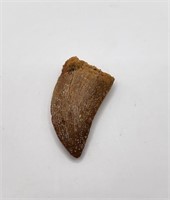Carcharodontosaurus Tooth from Morocco 100 MYO