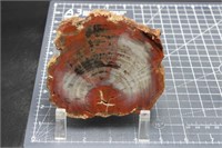 Arizona Petrified Wood Slab, 14oz