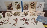 Unframed Audubon & Moeller bird prints