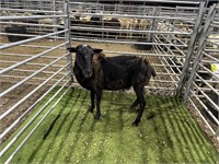 ARBY1991 BLK EWE 84# P17