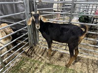 ARBY2981 BLK TAN DOE 72# P16