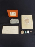 Group of fossils, seashells, and rocks