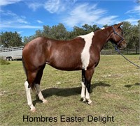 Hombres Easter Delite 2015 Bay Tobiano APHA Mare