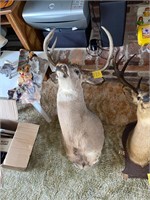 Whitetailed deer mount Taxidermy