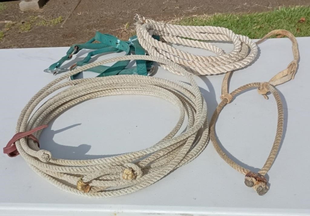 Lasso, Halter, Lead rope & Hackamore